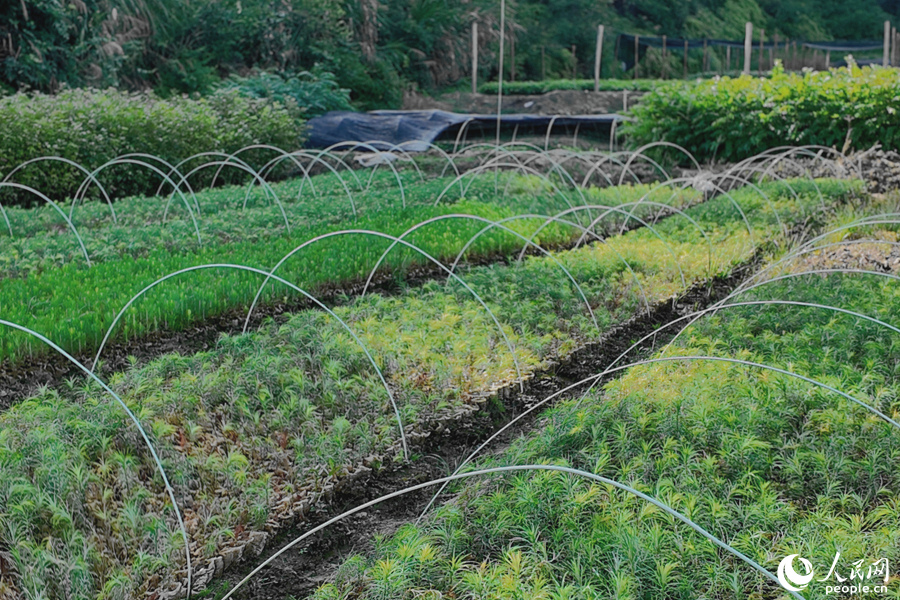 清流縣保障性苗圃的育苗區(qū)。人民網(wǎng) 楊灝昱攝