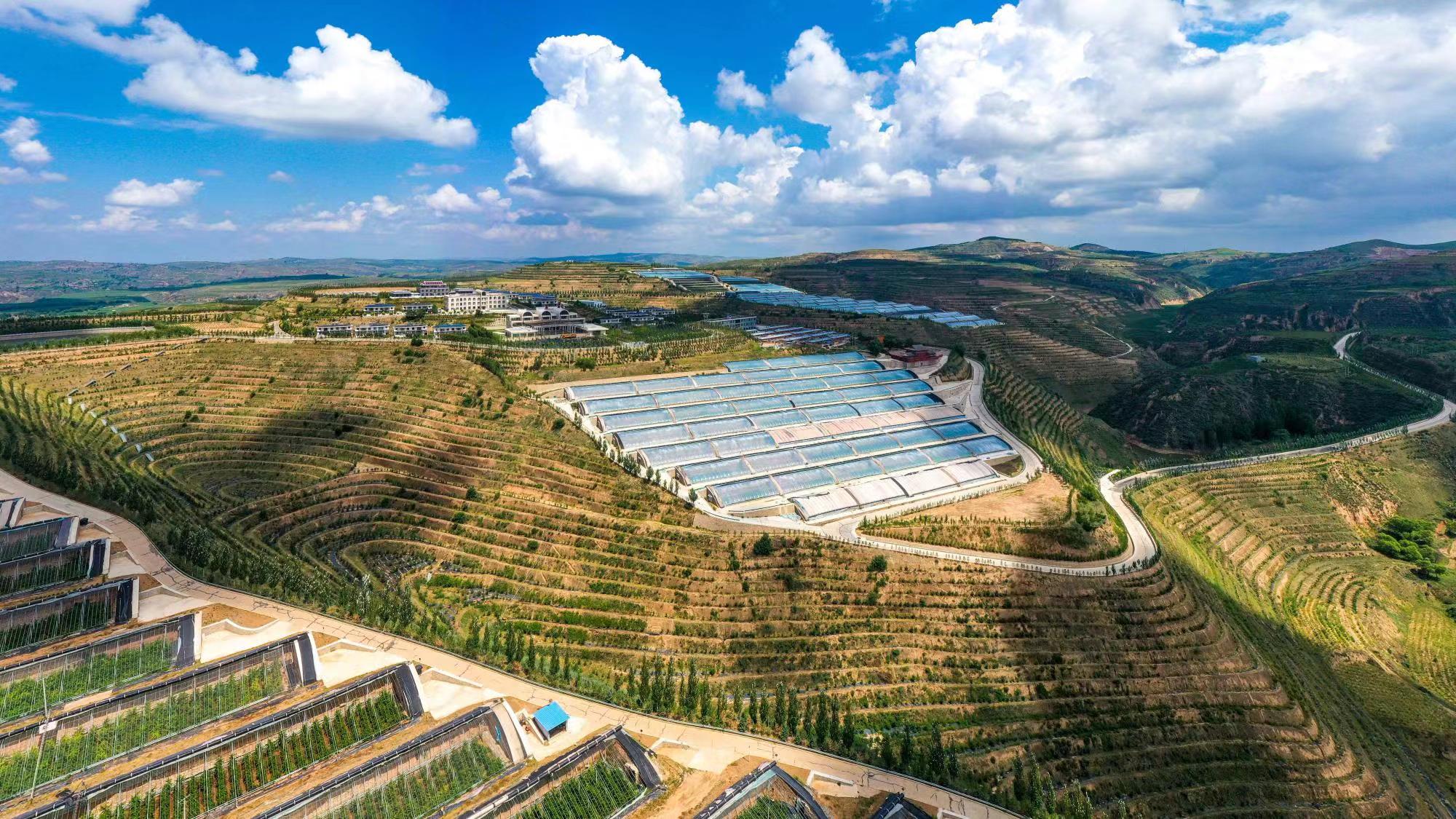 榆嶺窊村豐禾農(nóng)場的果蔬大棚。