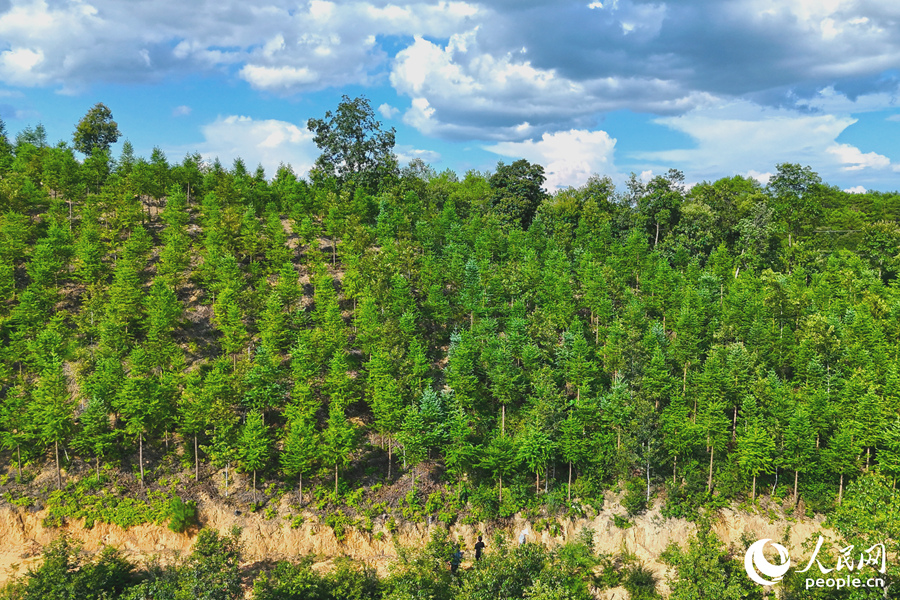 “一林三吃”的經(jīng)營模式豐富了林下經(jīng)濟(jì)的多樣性。人民網(wǎng) 李昌乾攝