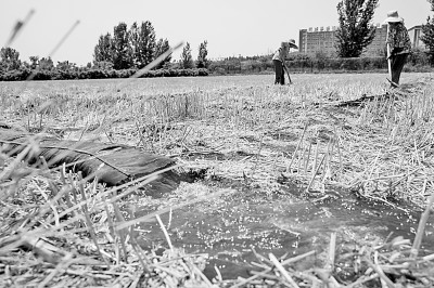 連日來，黃淮海持續(xù)高溫少雨，部分地區(qū)旱情仍在發(fā)展。圖為山東省肥城市通過蓄引提調(diào)相結(jié)合的辦法，多措并舉搶灌溉、保苗情。 新華社發(fā)