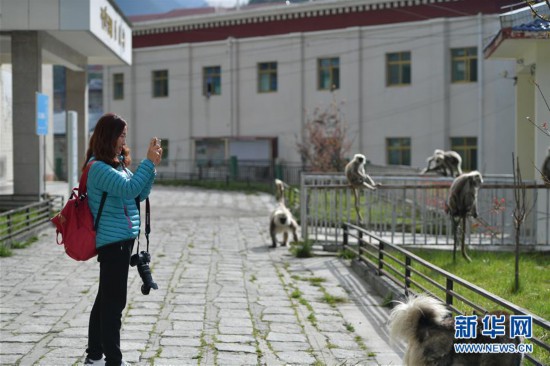 （社會(huì)）（1）西藏亞東：人與猴子和諧相處