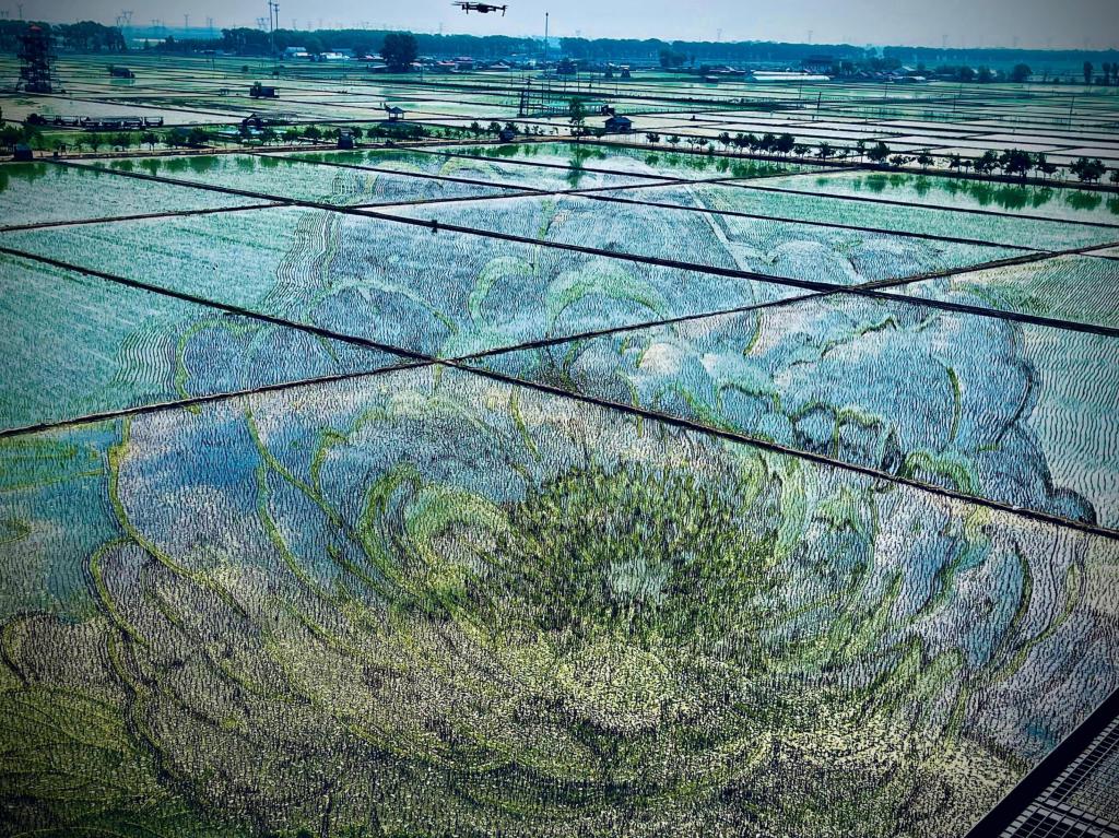 國色山河主題稻田畫。人民網記者 任妍攝