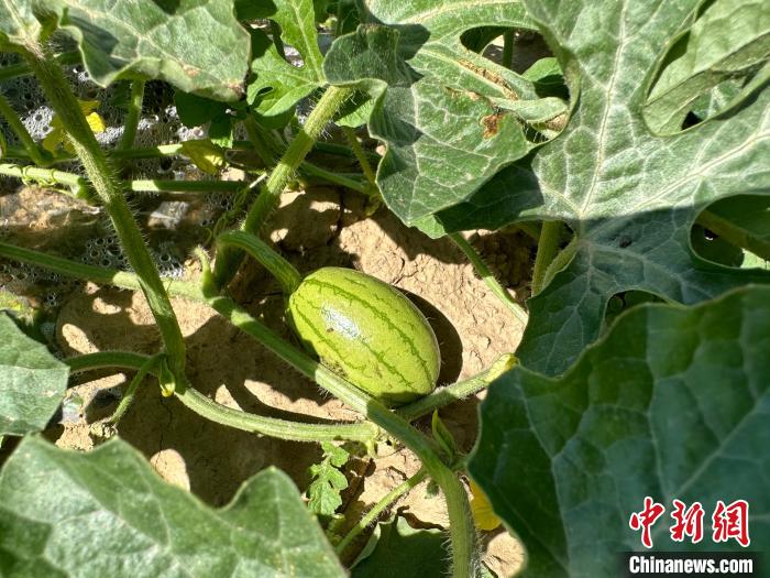14日，記者在合作社的百畝西瓜地里，看著一個個如雞蛋般大小的西瓜，正“享受”著太陽的炙烤?！⑿〖t 攝