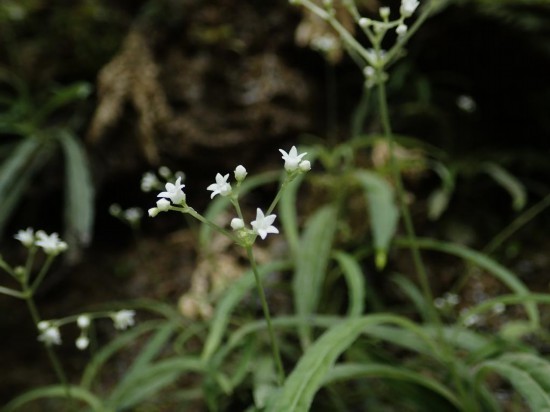 圖為線葉度量草。（廣西壯族自治區(qū)中醫(yī)藥研究院供圖）