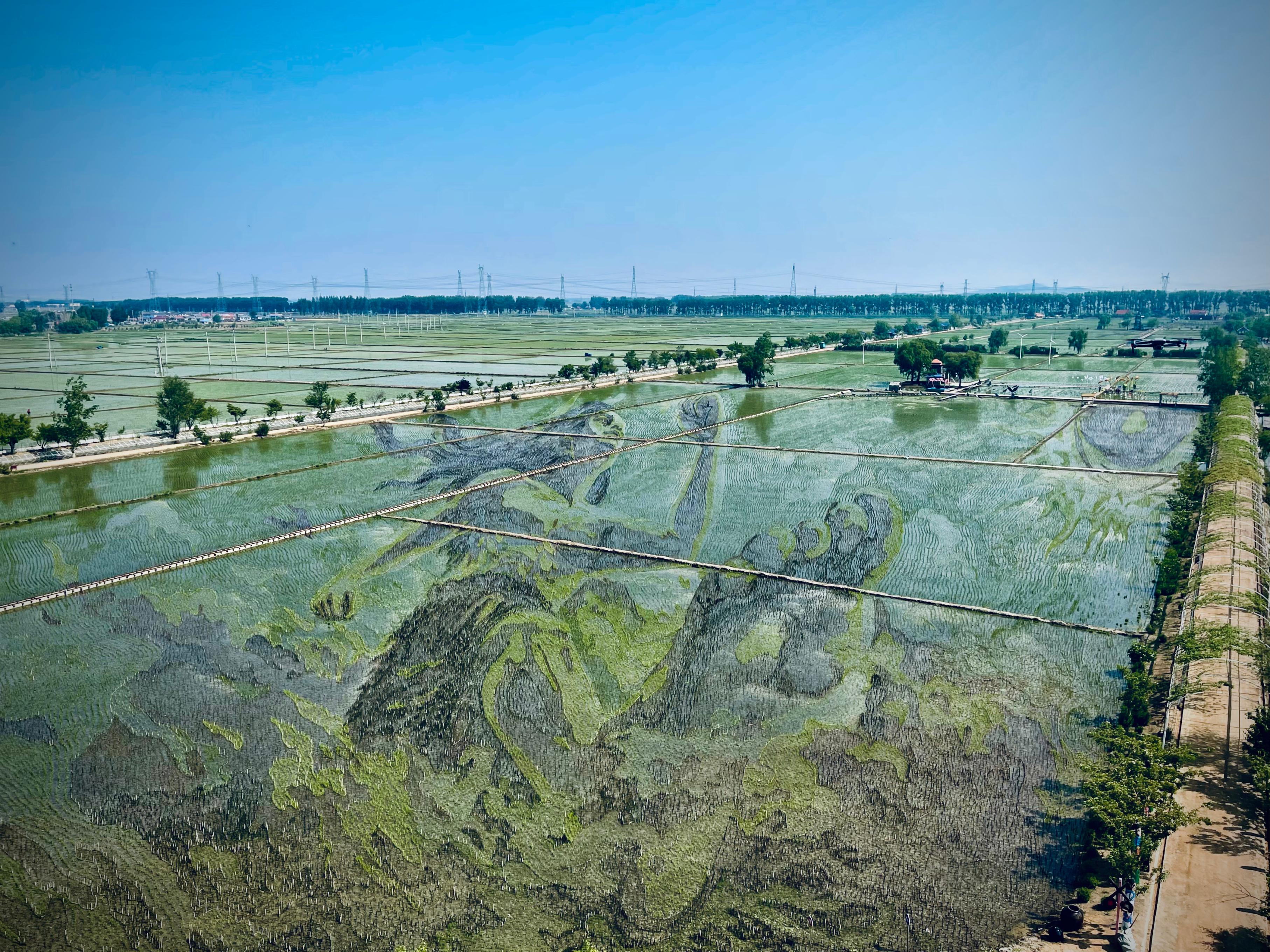 “歷史典故-夸父逐日”稻田畫。人民網記者 任妍攝