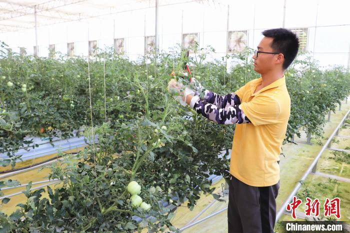 圖為在紅谷灘區(qū)元宇宙·VR數(shù)字農(nóng)業(yè)示范基地七彩番茄培育車間內(nèi)，農(nóng)業(yè)技術(shù)員正在對番茄植株進行修剪。　熊錦陽 攝