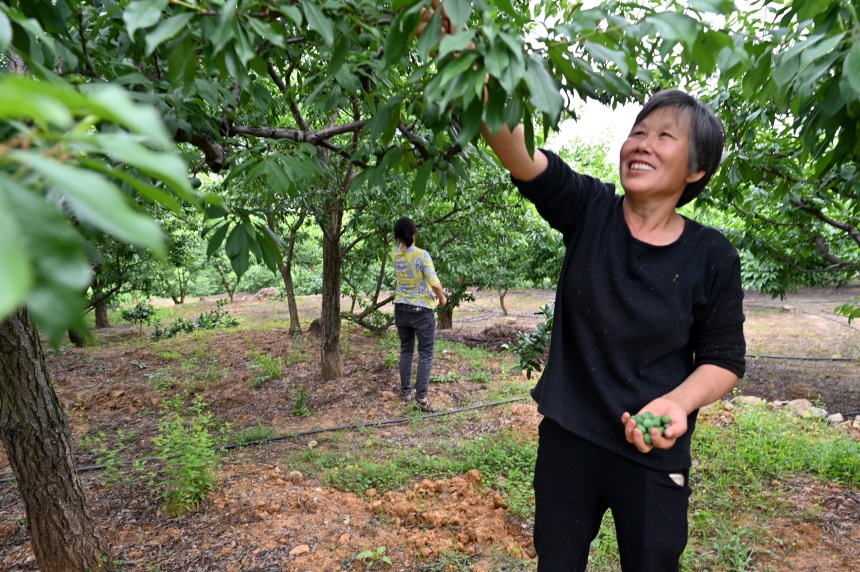 村民們搶抓農(nóng)時,忙著為脆李樹疏果。鄒樂攝