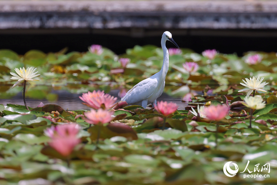白鷺在睡蓮盛開(kāi)的池塘中流連。人民網(wǎng)記者 陳博攝