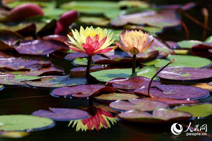 雙色睡蓮與翠綠的蓮葉、清澈的池水相映成畫(huà)。人民網(wǎng)記者 陳博攝