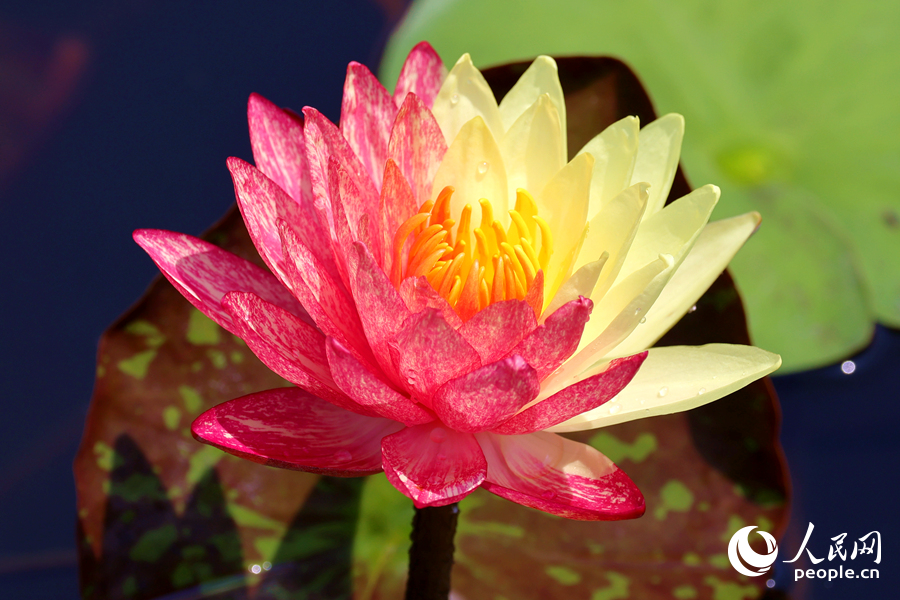 廈門(mén)海灣公園中，雙色睡蓮嬌艷欲滴。人民網(wǎng)記者 陳博攝