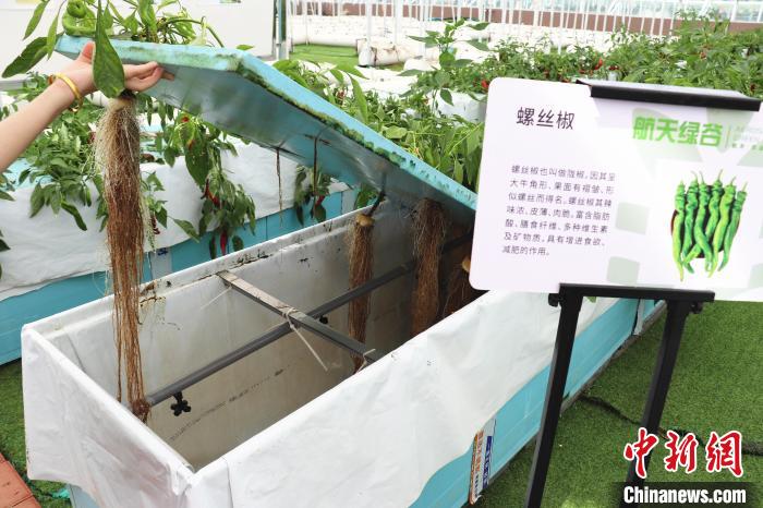 圖為在南昌市紅谷灘區(qū)元宇宙·VR數(shù)字農(nóng)業(yè)示范基地氣霧培養(yǎng)車間里，螺絲椒長勢良好?！⌒苠\陽 攝