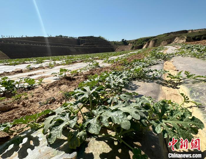 當(dāng)前，西瓜正值快速生長期?！⑿〖t 攝