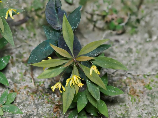 圖為洞生香草。（廣西壯族自治區(qū)中醫(yī)藥研究院供圖）