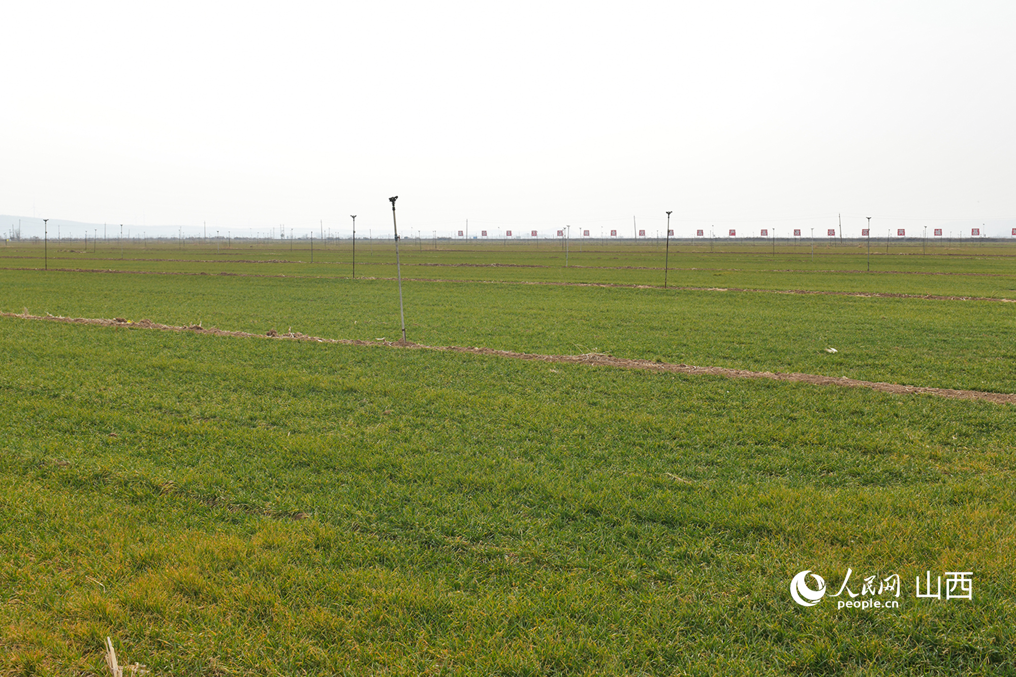 山西省運(yùn)城市芮城縣返青的冬小麥。人民網(wǎng)記者 焦搏文攝